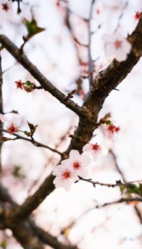 Sakura 2023-2.jpg