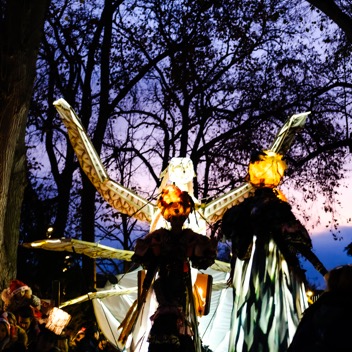 bird night parade9.jpg